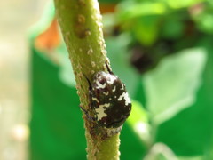 Protaetia aurichalcea