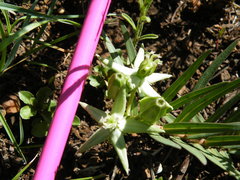 Asclepias eminens