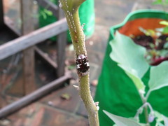 Protaetia aurichalcea