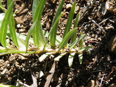 Asclepias eminens