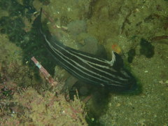 Pareques acuminatus