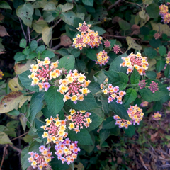 Lantana camara