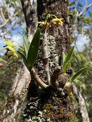 Dendrobium fellowsii