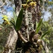 Dendrobium fellowsii - Photo (c) ryanthughes, algunos derechos reservados (CC BY-NC)
