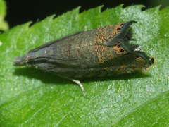 Dichrorampha plumbana