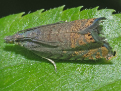 Dichrorampha plumbana