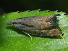 Dichrorampha plumbana
