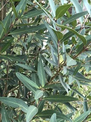 Notelaea ligustrina