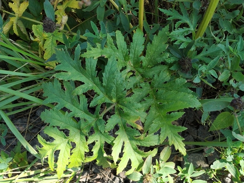 Sibirinis barštis nuotrauka