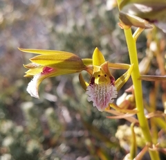 Eulophia tristis