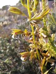 Eulophia tristis