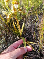 Eulophia tristis