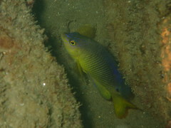 Stegastes xanthurus