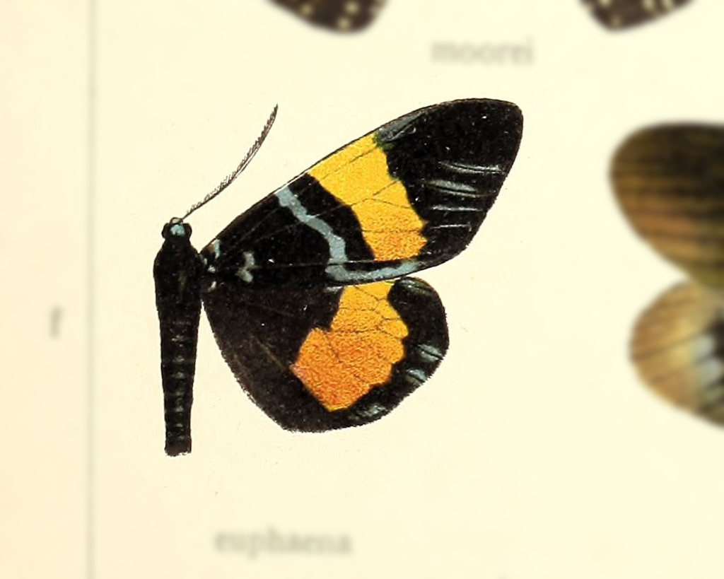 Eucorma euphaena