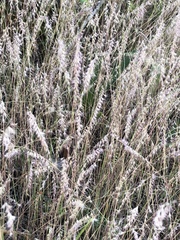 Aegopogon tenellus