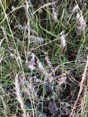 Aegopogon tenellus