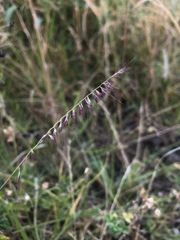 Aegopogon tenellus