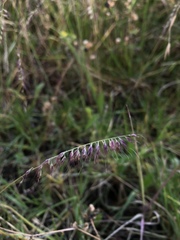 Aegopogon tenellus