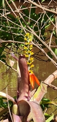 Aechmea mertensii