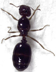 Pheidole vigilans