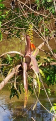 Aechmea mertensii