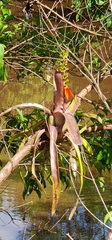 Aechmea mertensii