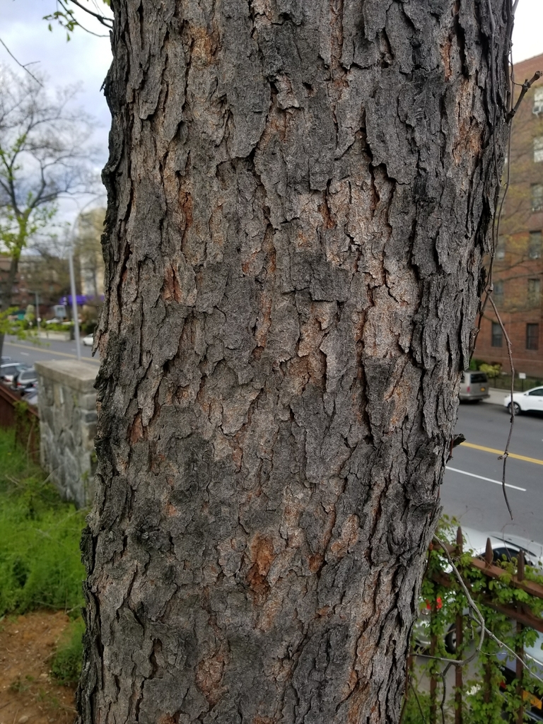 Japanese Cherry Birch