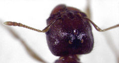 Pheidole vigilans