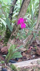 Masdevallia coccinea