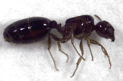 Pheidole vigilans
