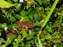 Minervarya syhadrensis