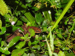 Minervarya syhadrensis