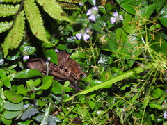 Minervarya syhadrensis