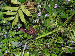 Minervarya syhadrensis