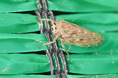 Euscelidius variegatus