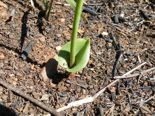 Image of Eriospermum cooperi by (c) Antoinette Eyssell Knox, some rights reserved (CC BY-SA)