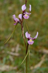 Diuris daltonii
