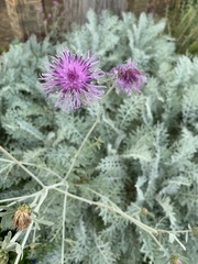 Centaurea cineraria