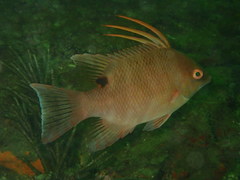 Lachnolaimus maximus