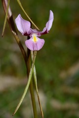 Diuris daltonii