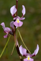 Diuris daltonii
