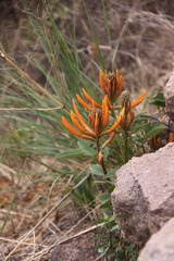 Erythrina leptorhiza