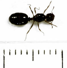 Pheidole vigilans