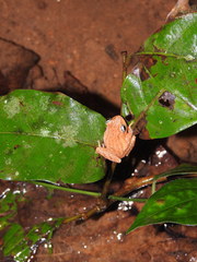 Raorchestes luteolus