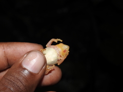 Raorchestes luteolus