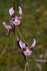 Diuris daltonii