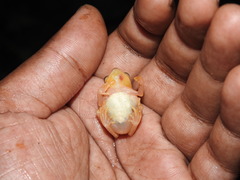 Raorchestes luteolus