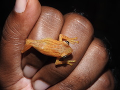 Raorchestes luteolus