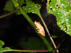 Raorchestes luteolus