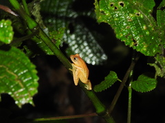 Raorchestes luteolus